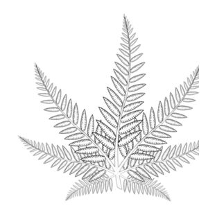 Silver Herb : Women's Crop Tee Design